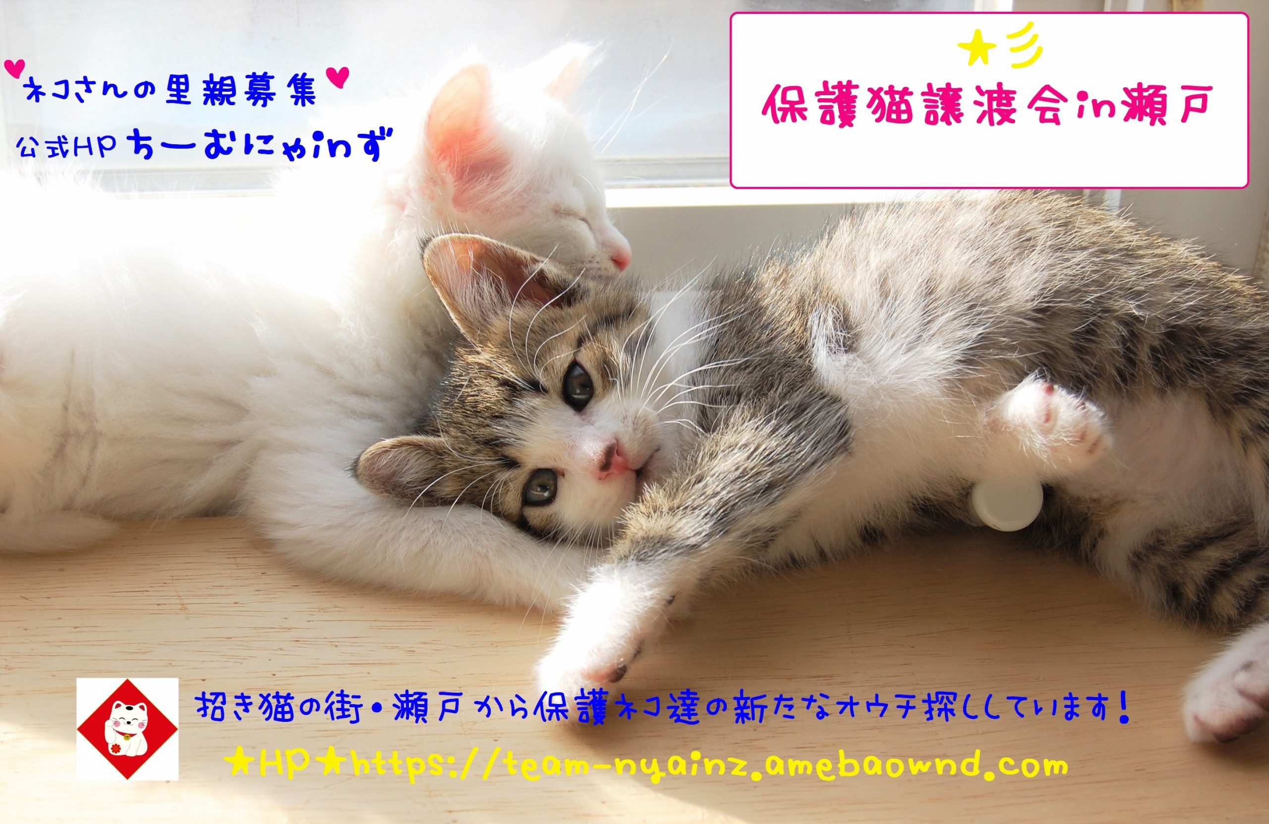 Amazon | 猫 猫用 ハーネス 胴輪 猫具 ねこ ネコ 子猫 子犬 小型